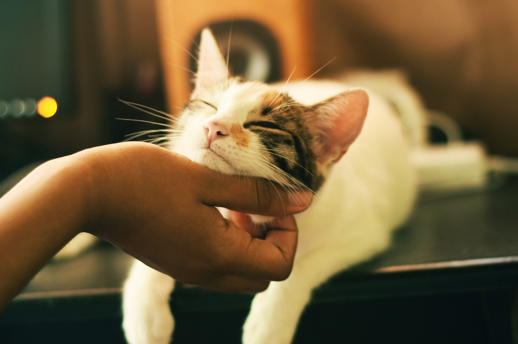 Why Do Cats Headbutt Their Owners? Good Living Advice